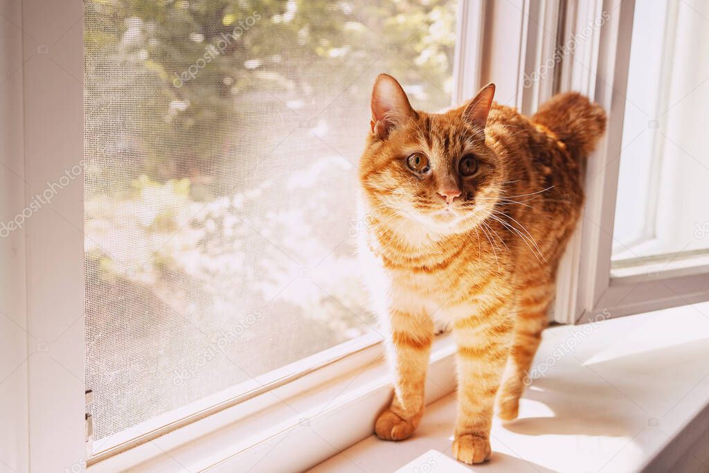 Funny cute ginger cat on the windowsill