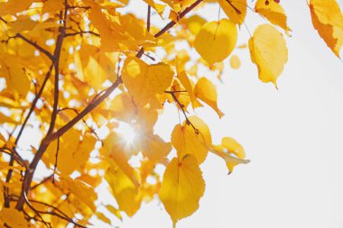 Sarı yapraklar güneşli bir sonbahar gününde ağaçta..