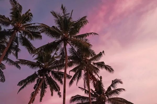 Силует пальмових дерев на заході сонця — стокове фото
