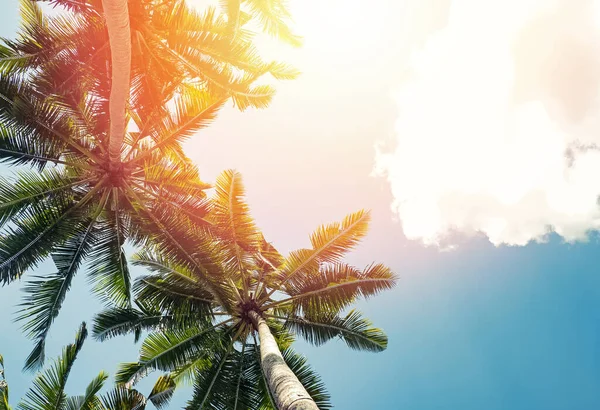 Tropische Palmen am Hintergrund des Himmels — Stockfoto