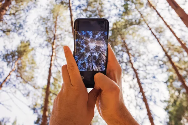 Az ember fenyőfákat fényképez az erdőben. Kilátás alacsony és magas szögből. — Stock Fotó