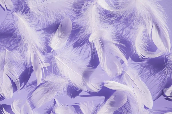 Group of white fluffy bird feathers on purple background.