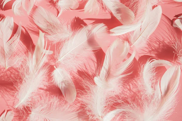 Vit Fluffiga Fågel Fjädrar Rosa Bakgrund Ovanifrån — Stockfoto