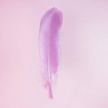 Pastel arka planda pembe kuş tüyü