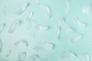 Pastel mavi arka planda beyaz tüylü kuş tüyleri