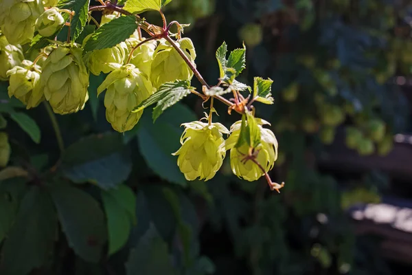 Gröna grenar av humle i naturligt ljus närbild — Stockfoto