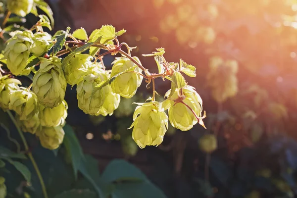 Gröna grenar av humle i naturligt ljus — Stockfoto