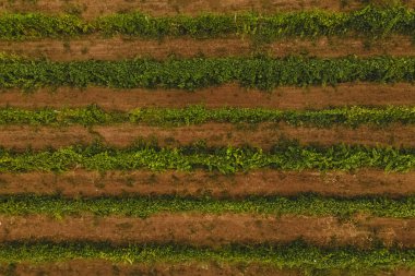 Yeşil yapraklı üzüm bağları, üst manzara.