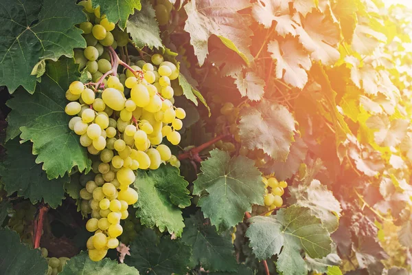 Primer plano de las uvas verdes en la vid — Foto de Stock