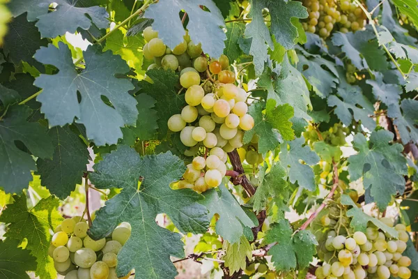 Primer plano de uvas verdes en la vid — Foto de Stock