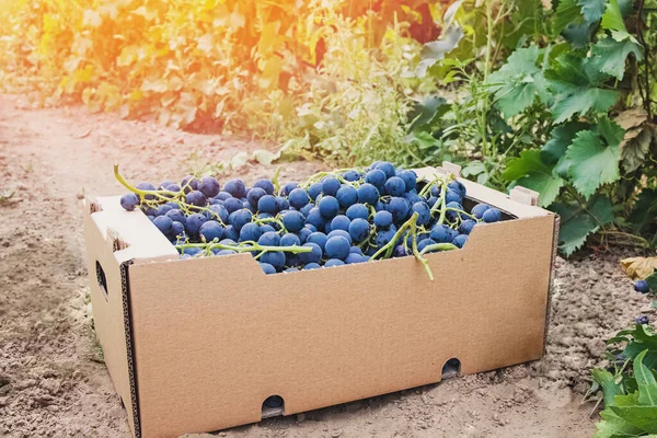 Uvas azules cosechadas en caja de cartón cerca del viñedo —  Fotos de Stock