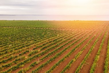Üzüm bağları üzerinde hava aracı görünümü