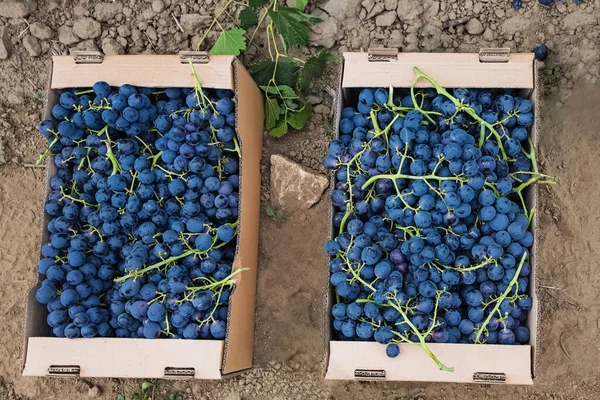 Blaue Trauben in Kartons in der Nähe von Weinbergen geerntet — Stockfoto