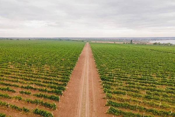 Vista aérea sobre campos de viñedos — Foto de Stock