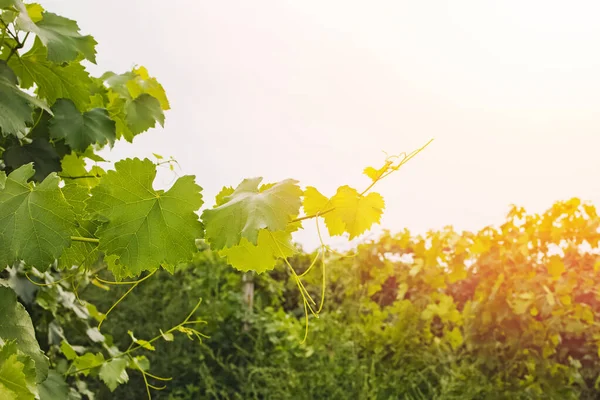 Grape vine in warm sunlight — Stock Photo, Image