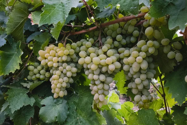 Uvas verdes en primer plano de la vid — Foto de Stock