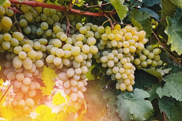 Uvas verdes en primer plano de la vid — Foto de Stock