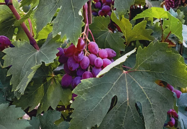 Red grapes on vine close-up. — Stock Photo, Image