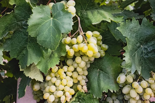 Uvas verdes en primer plano de la vid — Foto de Stock