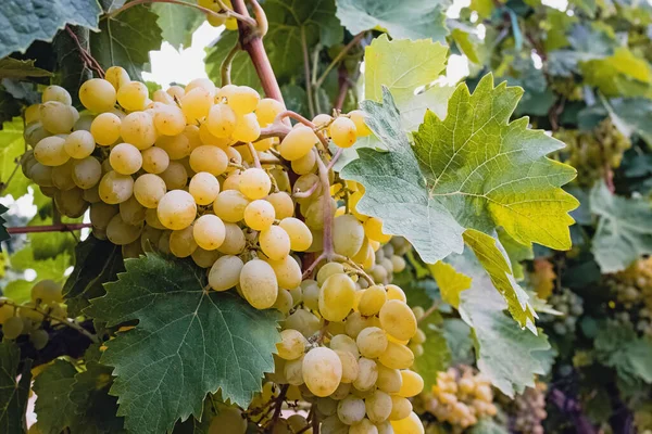 Uvas verdes en primer plano de la vid — Foto de Stock