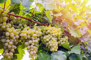 Sarmaşıkta yeşil üzümler.