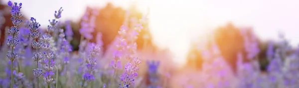 Virágzó levendula virágok napnyugtakor — Stock Fotó