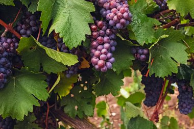 Yağmurdan sonra üzümler bağda.