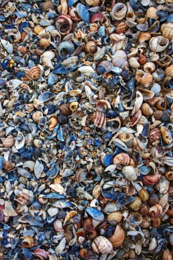 Sahilde farklı boyutlarda ve farklı deniz kabukları.