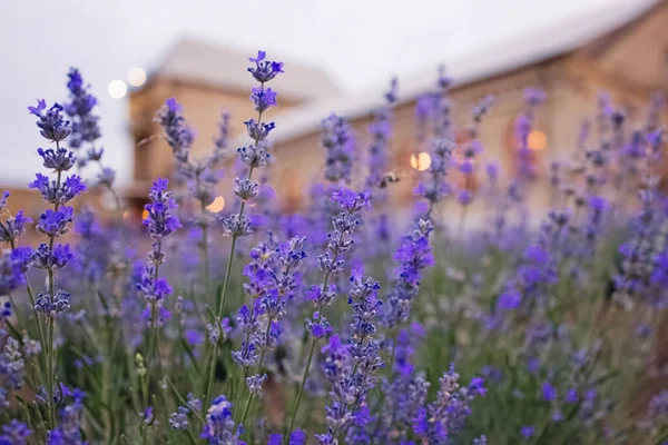 Blommande lavendel blommor närbild. — Stockfoto