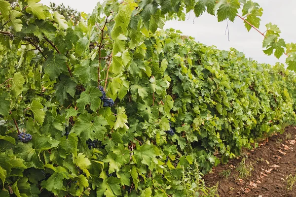 Vinha de uva com uvas azuis maduras — Fotografia de Stock