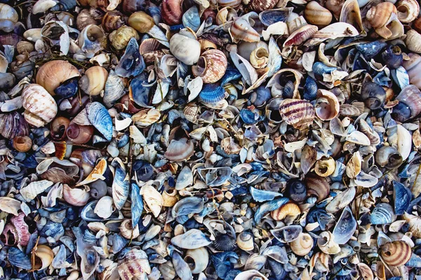 Seashells różnych typów i rozmiarów na plaży — Zdjęcie stockowe