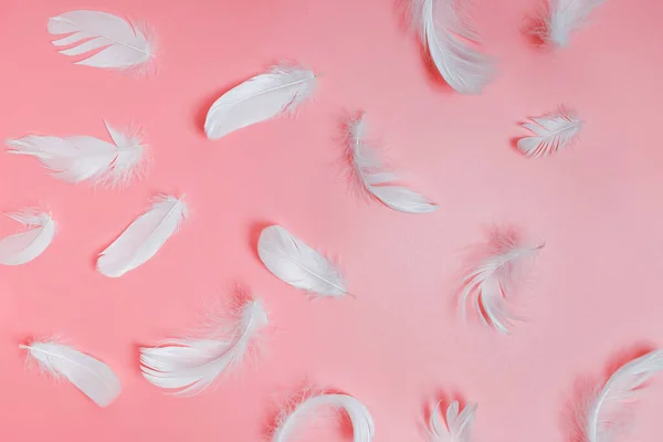 Vit fluffiga fågel fjädrar på rosa bakgrund — Stockfoto