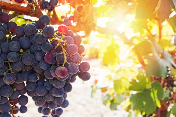 Primer plano de uvas azules en la vid en el viñedo — Foto de Stock