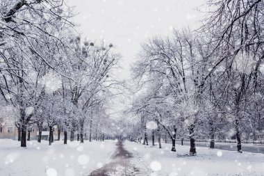 Şehrin sokaklarında karla kaplı kış ağaçları.