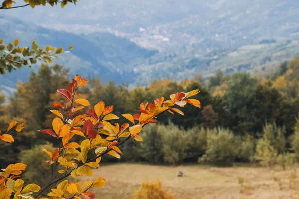 Foglie gialle sul ramo con montagne sullo sfondo. — Foto Stock