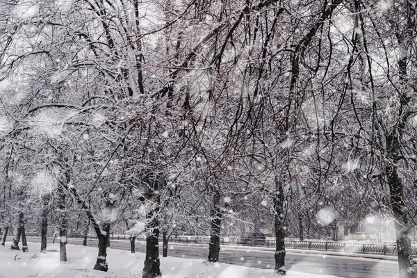 Vinterträd täckta med snö på gatan i staden — Stockfoto