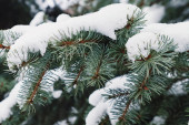 Evergreen smrk s čerstvým sněhem