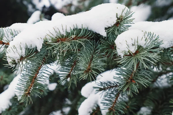 Evergreen sparren boom met verse sneeuw — Stockfoto