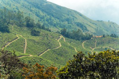 Orman Dağlık manzara, dağ yolundan Horton Plains Milli Parkı Sri Lanka.