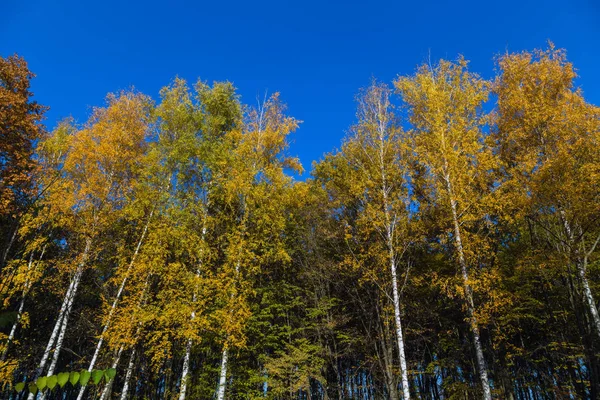 Árbol Grande Fondo Otoñal Hojas Madera Color Caída —  Fotos de Stock