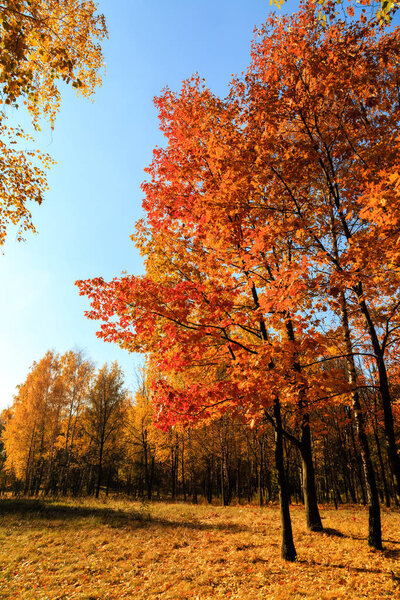 Red Maple Trees autumn leaves forest, Branch of fall tree on sky background