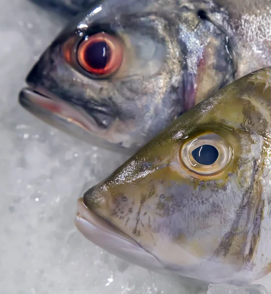 Frischer Kühler Fisch Auf Eis Hintergrund Meeresfrüchte — Stockfoto