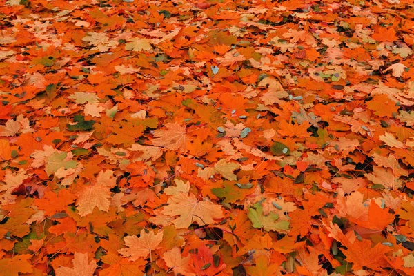 Follaje Otoño Rojo Naturaleza Los Arces Colores Fondo Otoño — Foto de Stock