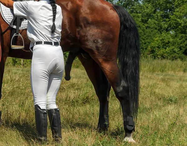 马鞍与马刺上的种马 骑师屁股 马尾巴和生殖器官阴茎 — 图库照片