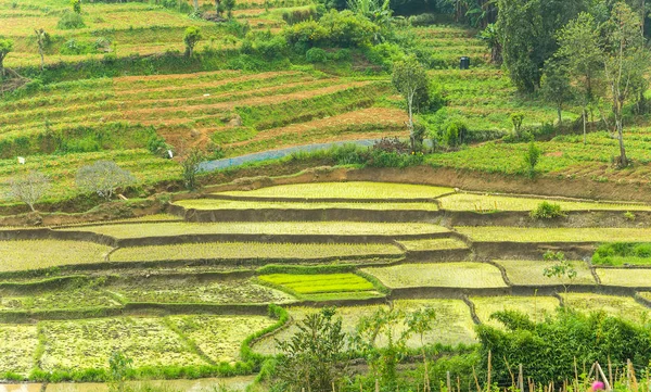 Vegetable Garden Green Rice Fields Terraces Complex Paddy Cultivation Systems — Stock Photo, Image