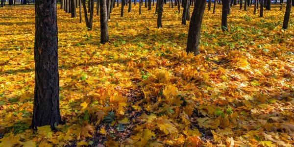 秋の色背景自然 秋秋の森の大きな木 — ストック写真