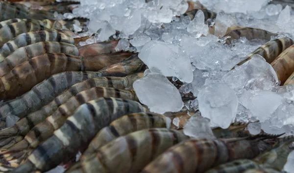 生的黑虎虾新鲜凉快在冰背景 — 图库照片