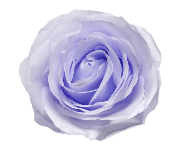 Płatki Róży Bliska Białym Tle Białym Tle Niebieski Biały — Zdjęcie stockowe