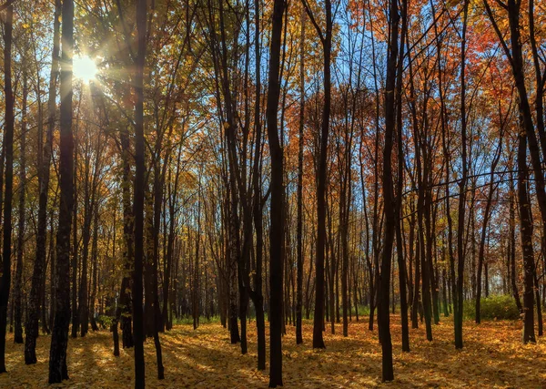 森で秋の木々 の上に空に大きな秋木サンビーム — ストック写真