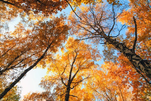 Velký Strom Podzim Listí Pozadím Obloha Nad Podzimní Stromy Lese — Stock fotografie